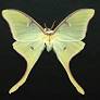 butterfly Saturnia luna, источник: ru.wikipedia.org